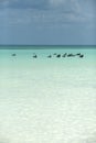 Pelicans in the Caribbean