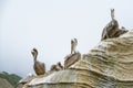 Pelicans on a cliff top, clear sky on background Royalty Free Stock Photo
