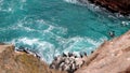 Pelicans on cliffs