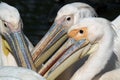 Pelicans close-up Royalty Free Stock Photo