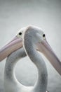 Pelicans closeup. Royalty Free Stock Photo