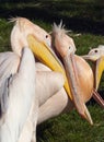 Pelicans