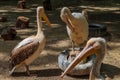 Pelicans closeup Royalty Free Stock Photo