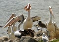 Pelicans compete for a fishermans offcuts of fish at Tooradin foreshore.