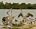 Pelicans compete for a fishermans offcuts of fish at Tooradin foreshore.