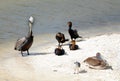 Pelicans Cormorants and seagull