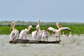 Pelicans in The Danube Delta Royalty Free Stock Photo
