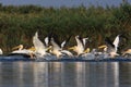 Pelicans Royalty Free Stock Photo