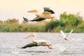Pelicans in the Danube Delta flying Royalty Free Stock Photo