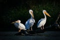 Pelicans in Danube Delta Romania Danube Delta Biosphere Reserve in Romania. Royalty Free Stock Photo