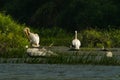 Pelicans in Danube Delta Romania Danube Delta Biosphere Reserve in Romania. Royalty Free Stock Photo