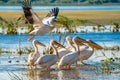 Pelicans in the Danube Delta, Romania. A common sight for the to