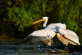 Pelicans in Danube Delta Romania Danube Delta Biosphere Reserve in Romania. Royalty Free Stock Photo