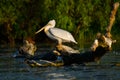 Pelicans in Danube Delta Romania Danube Delta Biosphere Reserve in Romania. Royalty Free Stock Photo