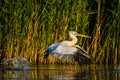 Pelicans in Danube Delta Romania Danube Delta Biosphere Reserve in Romania. Royalty Free Stock Photo