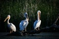 Pelicans in Danube Delta Romania Danube Delta Biosphere Reserve in Romania. Royalty Free Stock Photo