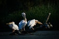 Pelicans in Danube Delta Romania Danube Delta Biosphere Reserve in Romania. Royalty Free Stock Photo