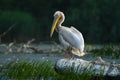 Pelicans in Danube Delta Romania Danube Delta Biosphere Reserve in Romania. Royalty Free Stock Photo