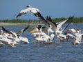 Pelicans in Danube Delta,Romania