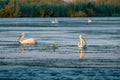 Pelicans in Danube Delta Romania at sunrise Royalty Free Stock Photo