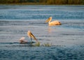 Pelicans in Danube Delta Romania at sunrise Royalty Free Stock Photo