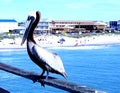 A Pelicans Day Royalty Free Stock Photo