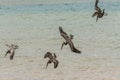 Pelicans Diving Hunting Royalty Free Stock Photo