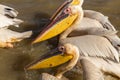 Pelicans in Djoudi national park