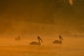 Pelicans at sunrise in the Danube Delta Biosphere Reserve in Romania.