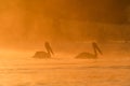 Pelicans at sunrise in the Danube Delta Biosphere Reserve in Romania.