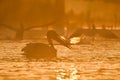 Pelicans at sunrise in the Danube Delta Biosphere Reserve in Romania. Royalty Free Stock Photo