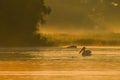 Pelicans at sunrise in the Danube Delta Biosphere Reserve in Romania.