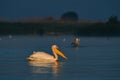 Pelicans at sunrise in the Danube Delta Biosphere Reserve in Romania.