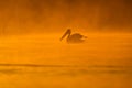 Pelicans at sunrise in the Danube Delta Biosphere Reserve in Romania.