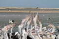 Pelicans Eating Fish