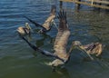 Beautiful Pelicans Eating on the Central Florida Coast
