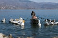 Pelicans and fishermen