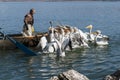 Pelicans and fishermen
