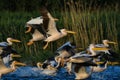 Pelicans in Danube Delta Romania Danube Delta Biosphere Reserve in Romania. Royalty Free Stock Photo