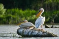 Pelicans in Danube Delta Romania Danube Delta Biosphere Reserve in Romania. Royalty Free Stock Photo
