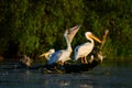 Pelicans in Danube Delta Romania Danube Delta Biosphere Reserve in Romania. Royalty Free Stock Photo