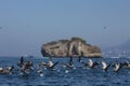 Pelicans fishing in Mismaloya Arches in Puerto Vallarta Mexico