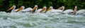 Pelicans fishing in the the river Rapids