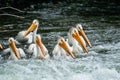 Pelicans fishing in the the river Rapids