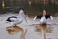 Pelicans Fishing: Western Australia Royalty Free Stock Photo