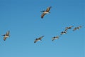 Pelicans in flight Los Cabos