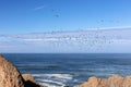 Pelicans in Flight over the Central Oregon Coast Royalty Free Stock Photo