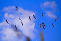 Pelicans in flight over the fish pools of Kibbutz Maayan Zvi Northwest Israel.