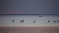 Pelicans in Flight Right After Sunset St. Josephs Bay Royalty Free Stock Photo