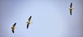 Pelicans In Flight Royalty Free Stock Photo